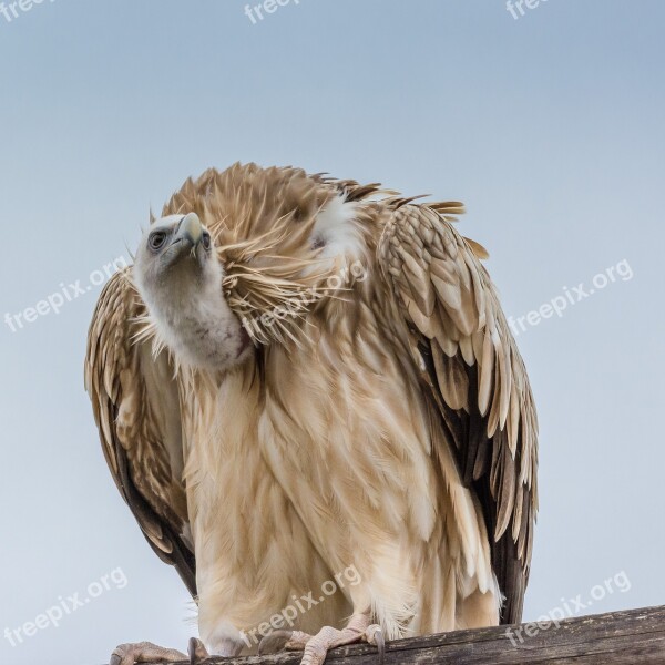 Nature Animal Bird Vulture Wild