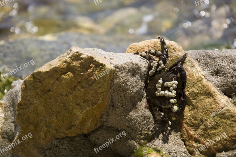 Cancer Sea Crab Water Nature