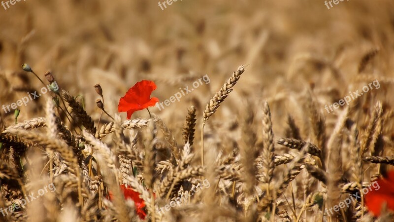 Poppy Cereals Blossom Bloom Mohngewaechs