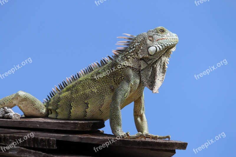 Iguana Animal Reptile Curacao Nature