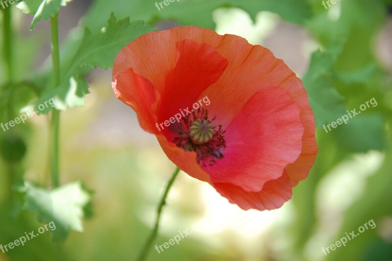 Close Up Flower Poppy Blossom Bloom