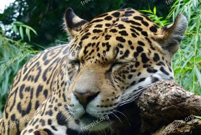 Jaguar Wild Animal Zoo Close Up Big Cat