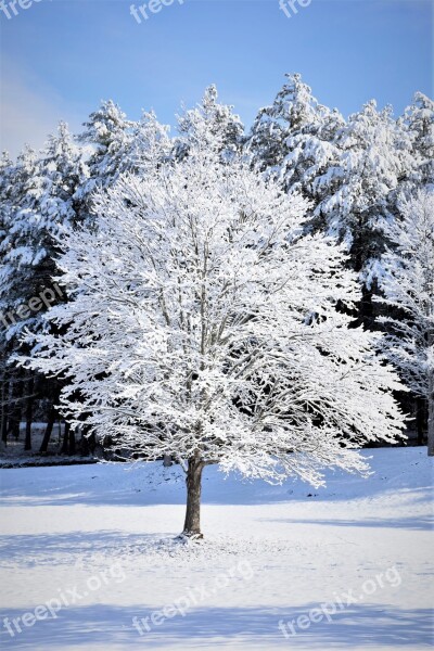 Snow Tree Winter Trees Christmas December