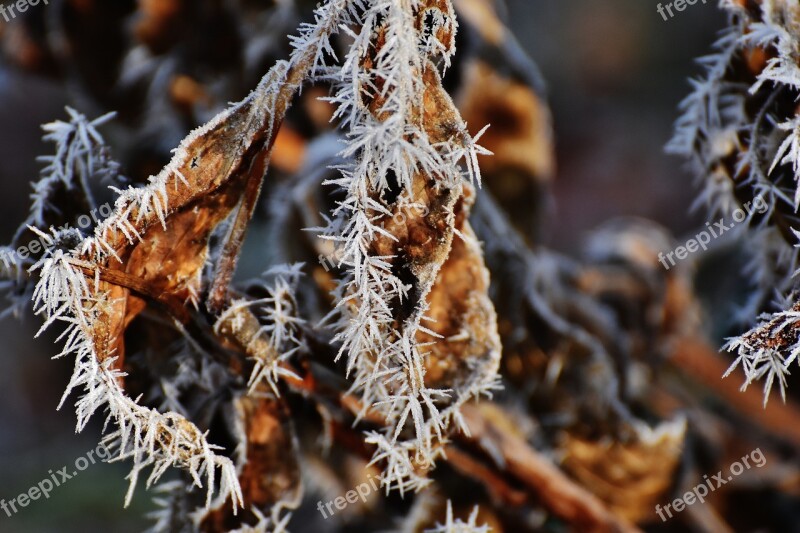 Leaves Hoarfrost Winter Frost Cold