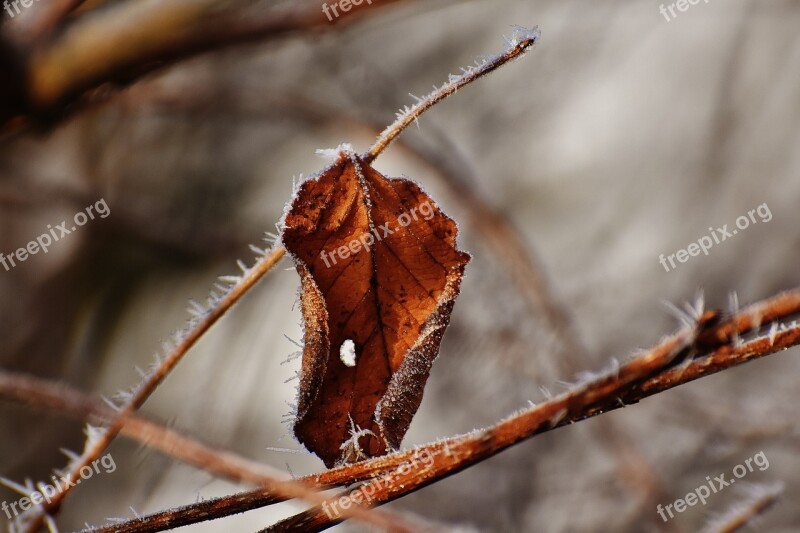 Leaf Hoarfrost Brown Frost Frozen