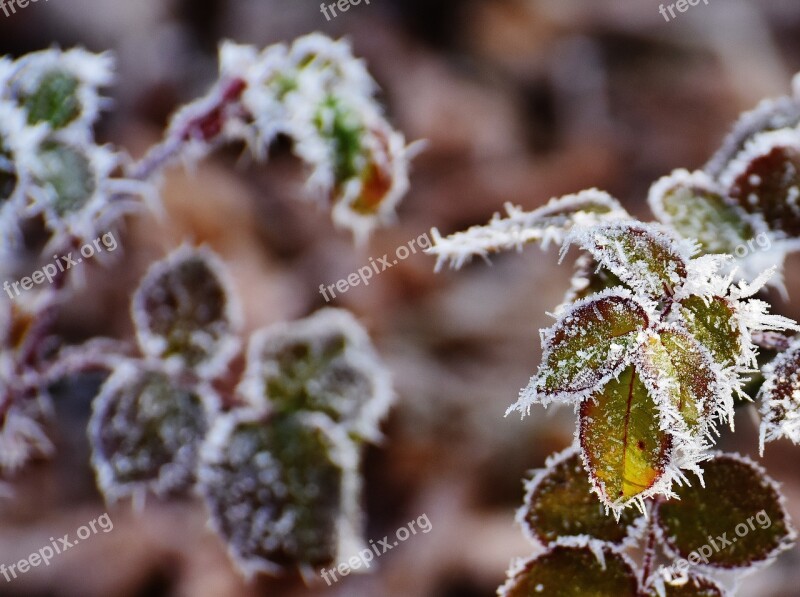 Rose Petals Hoarfrost Frost Frozen Cold