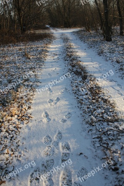 Path Tracks Snow Walk Winter