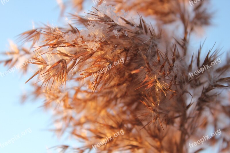 Grass Gold Dry Grass Heaven Winter