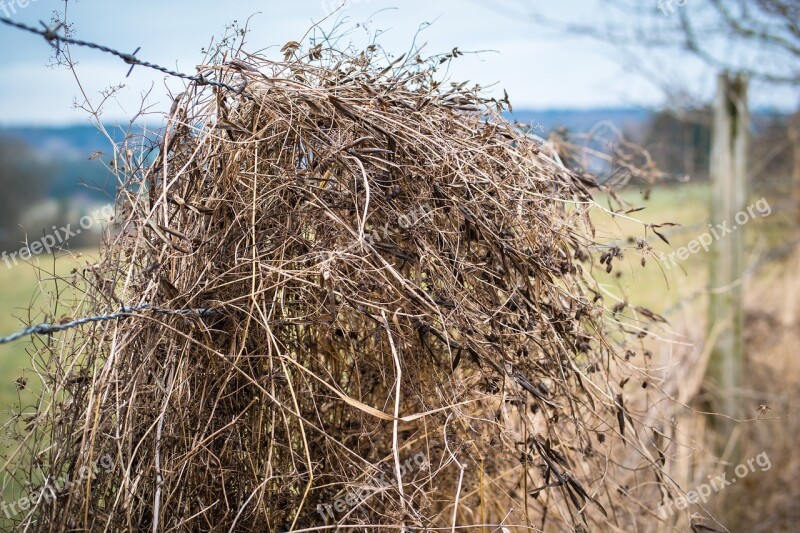 Barbed Wire Straw Grass Fence Dry