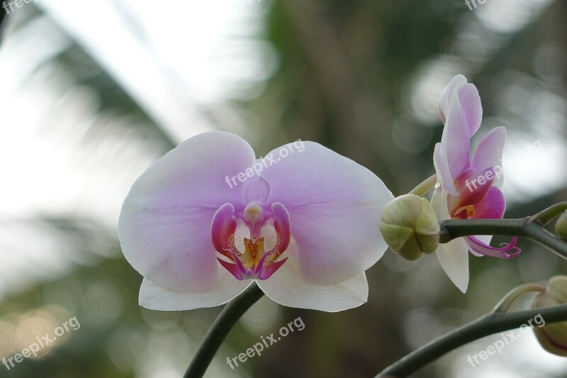 Butterfly The Falkland Islands Koshiro Spring Xie Flower