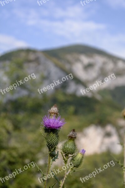 Thistle Nature Prickle Purple Plant