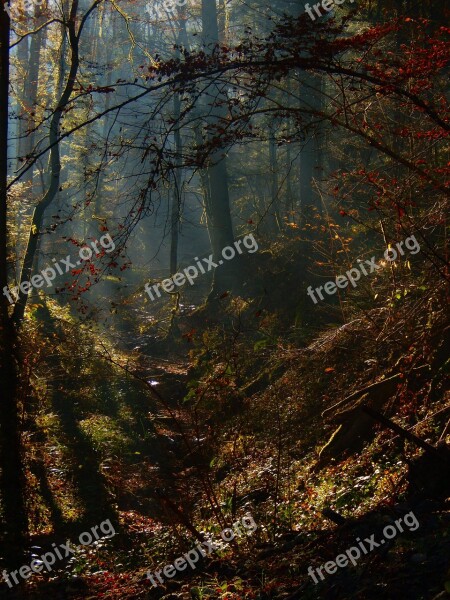 Mystery Forest Mystical Fall Free Photos