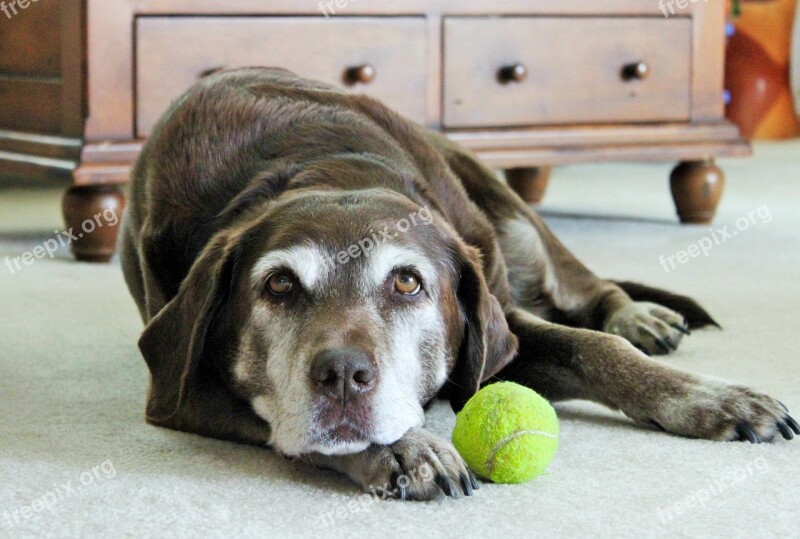 Lazy Dog Dog Labrador Dog Dog Portrait Free Photos