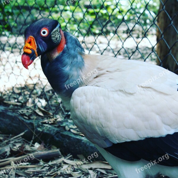 Ave Reyzopilote Nature King Vulture Sarcoramphus Papa