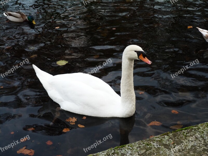 Swan Water Bird Swans Water Bird