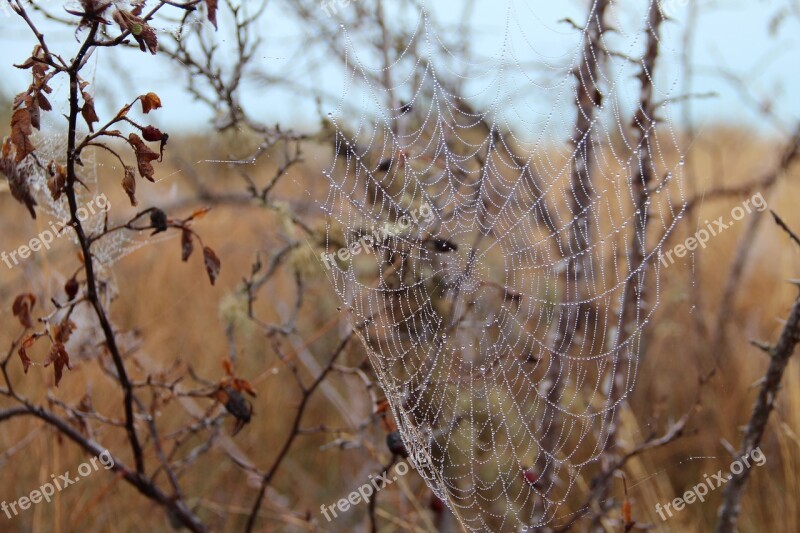 Cobweb Autumn Dew Cobwebs Web