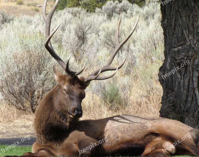 Elk Sleep Wildlife Animal Antler