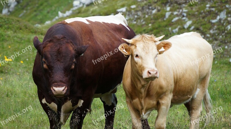 Nature Cows Cattle Animals Pasture