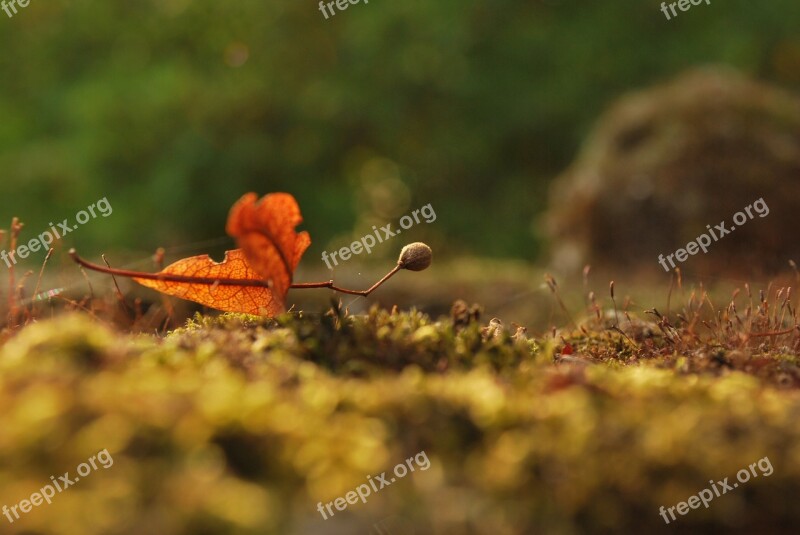 Illustration Moss Autumn Lipa Trees