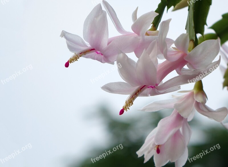 Flower Crab The Falkland Islands Christmas Cactus Succulent Plants Upward