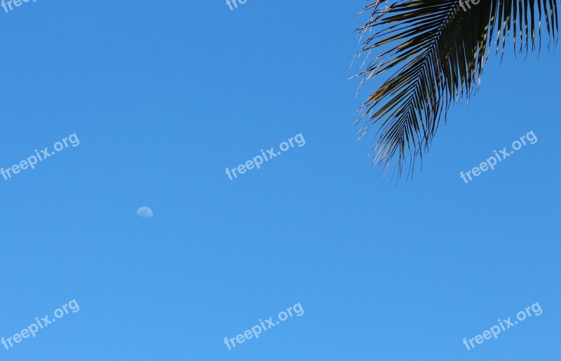 Moon Day Blue Sky Clear Sky Summer