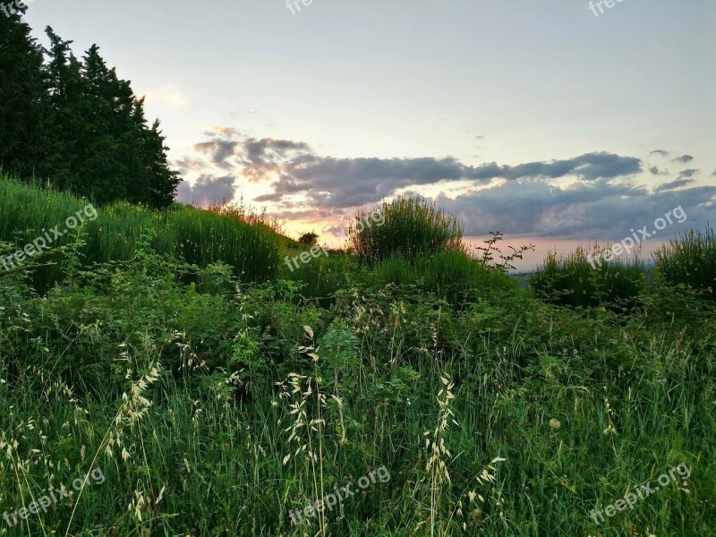 Forest Meadow Nature Grass Edge Of The Woods