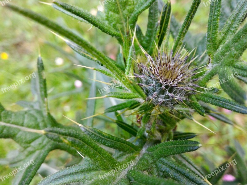 Plant Macro Close Up Nature Flower