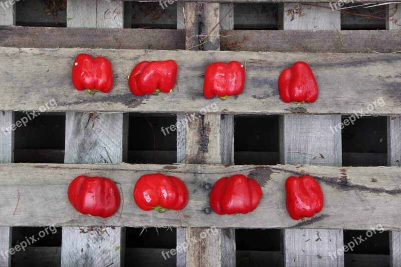 Red Wood Capsicum Pallet Wooden