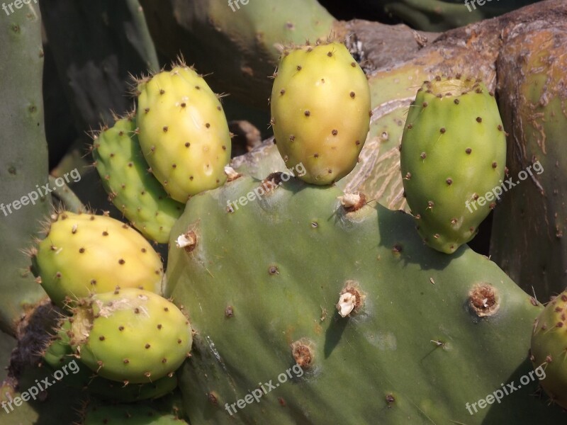 Prickly Pear Cactus Fruit Fruit Cactus Free Photos