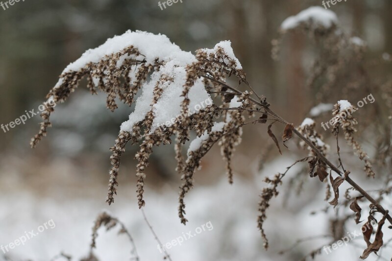 Winter Czech Republic Frost Snow Nature