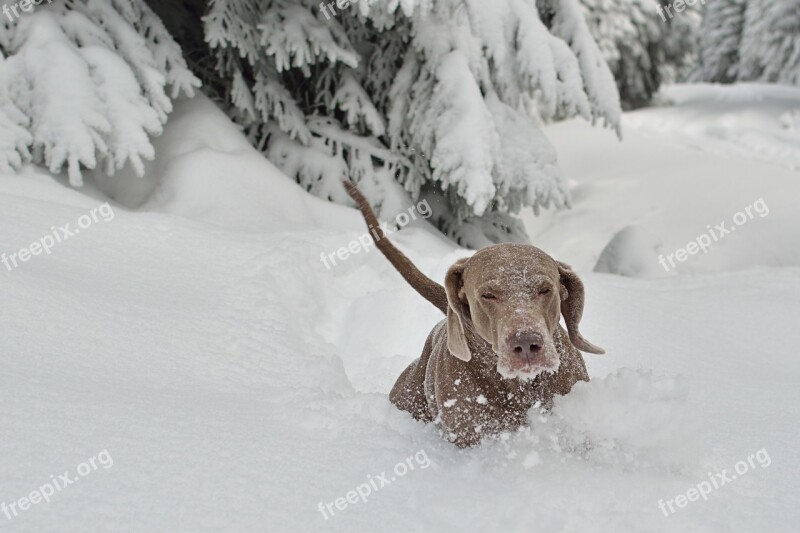 Winter Dog Snow Dog Breed Large