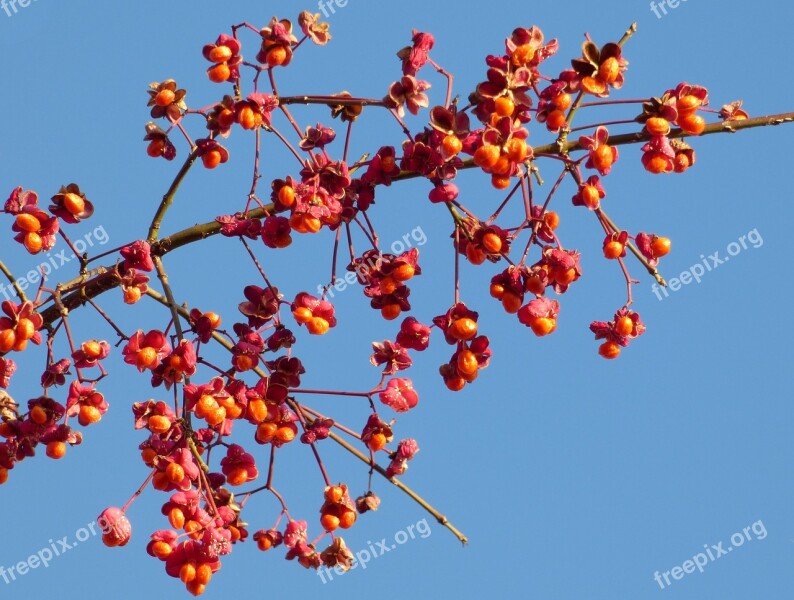 Berries Red Winter Plant Nature