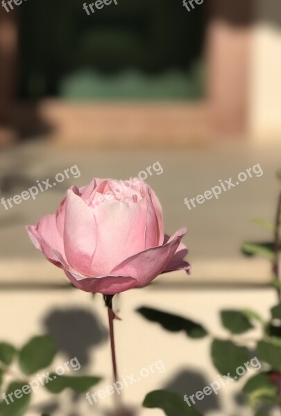 Rose Flower Pink Faded Color