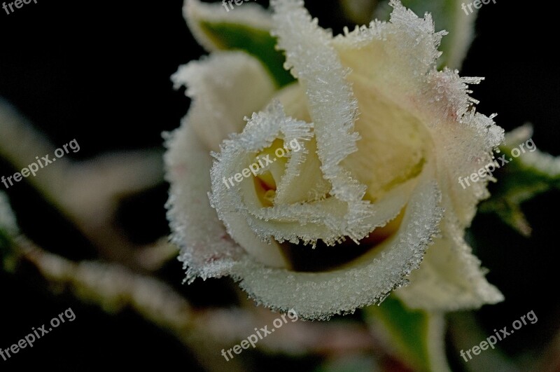 Winter Rose Ripe Cold Anemone Blanda