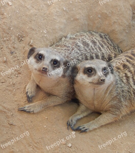 Meerkat Two Meerkats Mammal Wild Nature