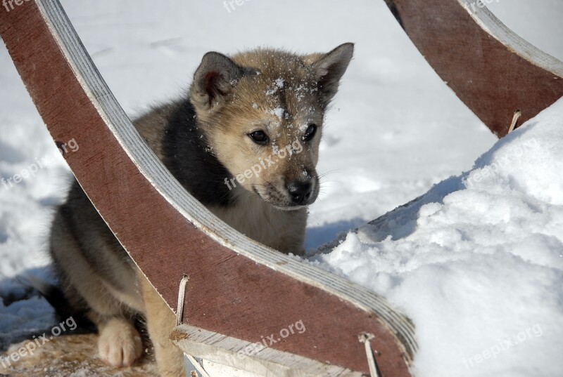 Greenland Dog Dog Greenland Puppy Free Photos