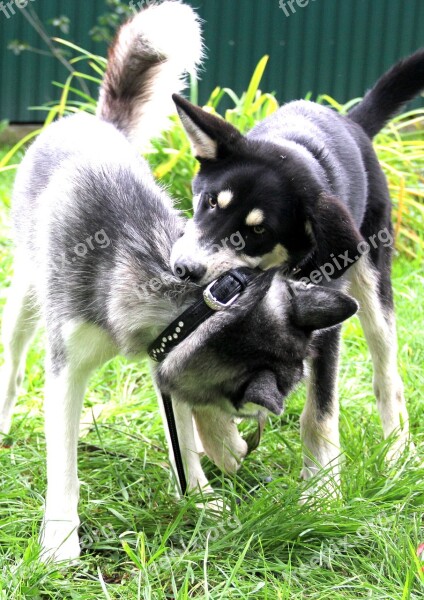 Husky Volkosob Game Dogs Pets