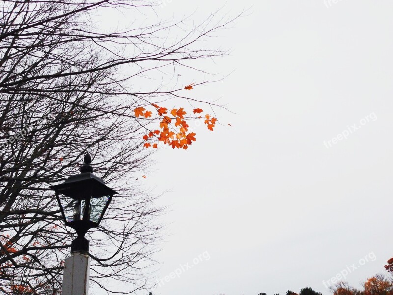 Lonely Leaves Autumn Fall Tree