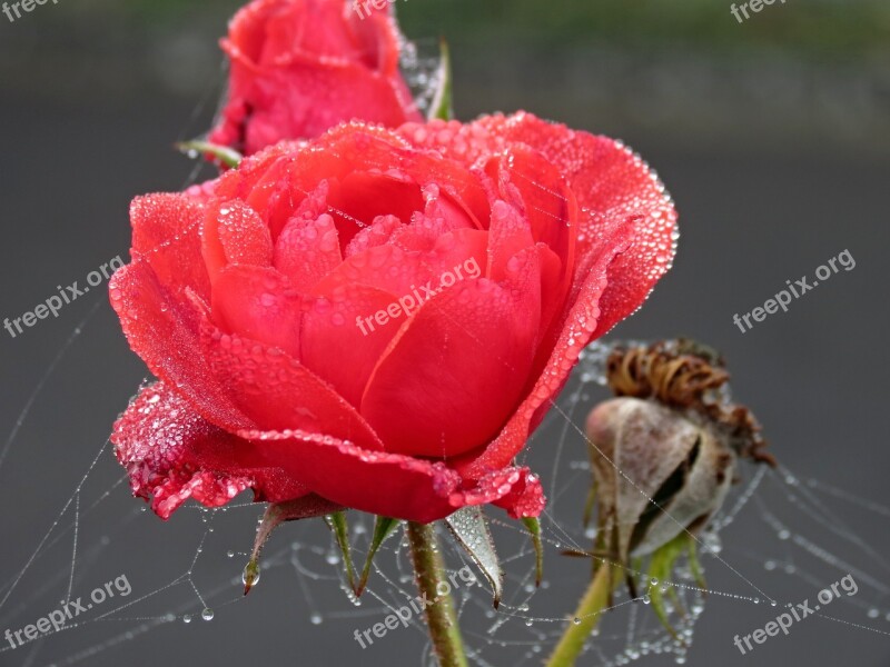 Rose Red Autumn Dew Spider Webs