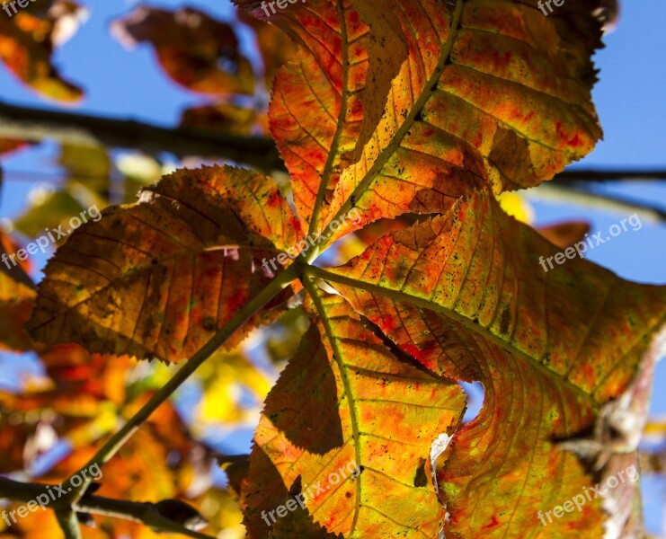 Leaves Autumn Fall Autumn Leaves Yellow