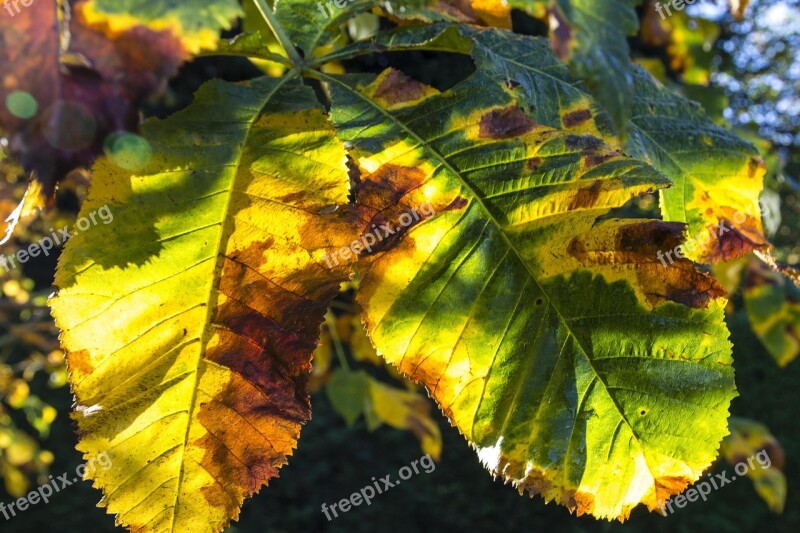 Leaves Autumn Fall Autumn Leaves Yellow