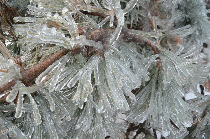 Winter Wonderland Pines Ice Artistic Nature Free Photos