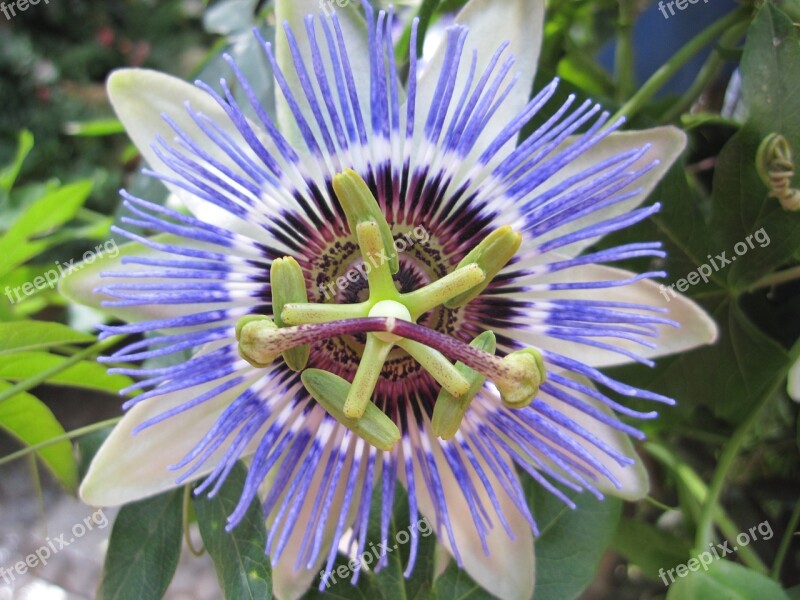 Passion Flower Blossom Bloom Macro Blue