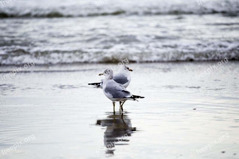 Seagulls Shore Water Free Photos