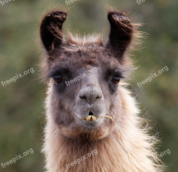 Llama Animal Farm Funny Head