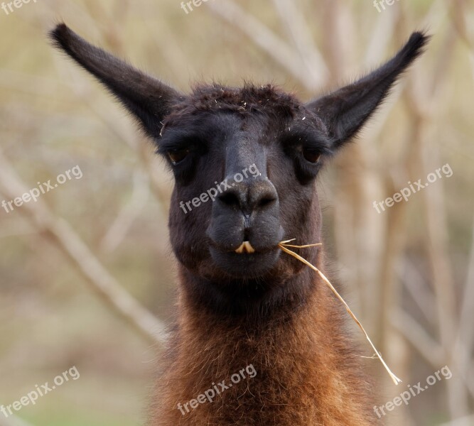 Llama Animal Farm Funny Head