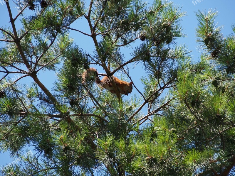 Squirrel Nature Animal Hazel Crunch