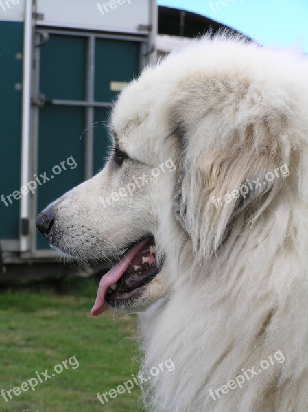 Dog White Pyrenean Purebred Fur