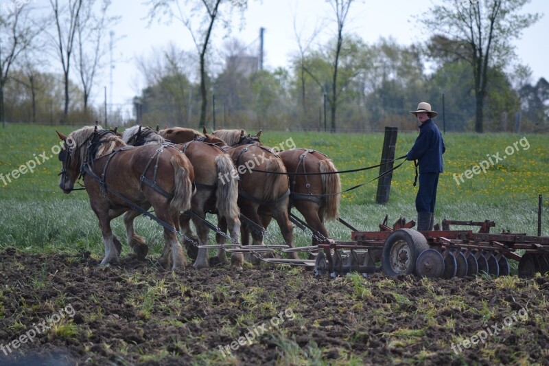 Horses Mennonites Man Amish Free Photos