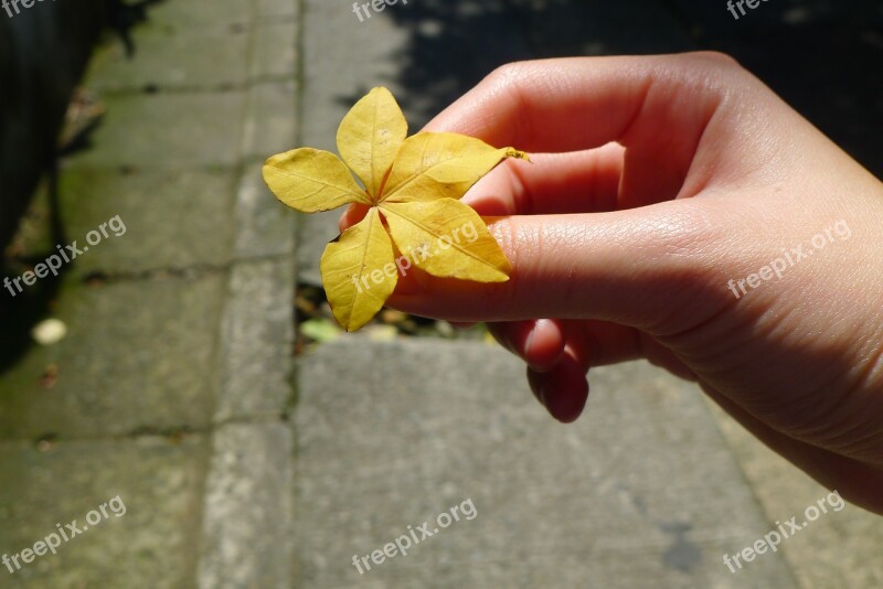 Tree Leaf Hand Sunshine Holding Autumn